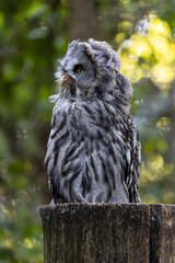 Great Grey Owl (Strix Nebulosa)