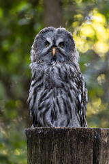 Great Grey Owl  (Strix Nebulosa)