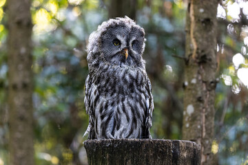 Great Grey Owl (Strix Nebulosa)