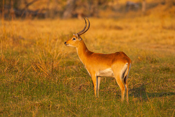 Red lechwe (Kobus leche) standing in swamp at sunset
