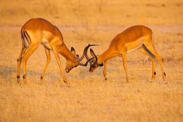 Two Impala bucks (Aepyceros melampus) fighting at sunrise
