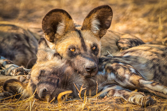 close up of pack of resting African wild dogs (Lycaon pictus)