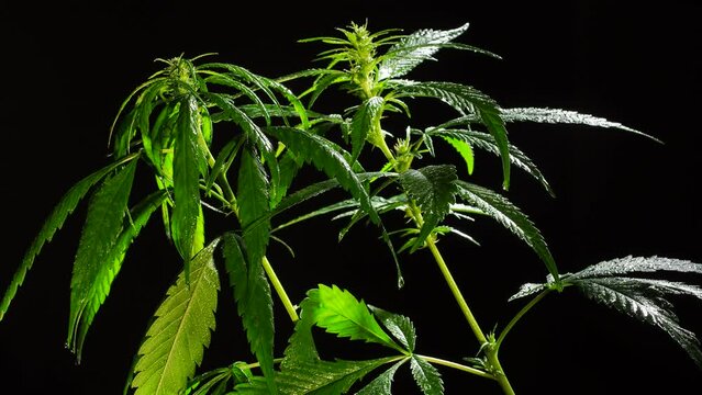 growing medical cannabis 