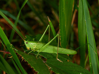 Large Conehead grasshopper. Ruspolia nitidula.   