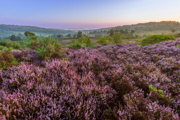 August heather on the heath during dawn blue hour on Ashdown Forest High Weald east Sussex south east England