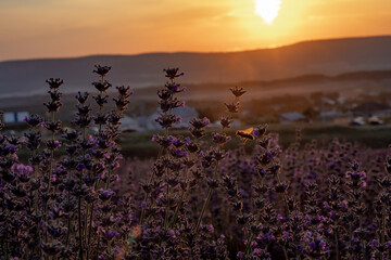 Beautiful sunset in the lavender fields