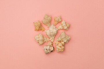 Shells on a soft pink background