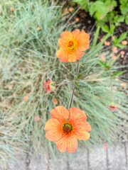 Geum coccineum
