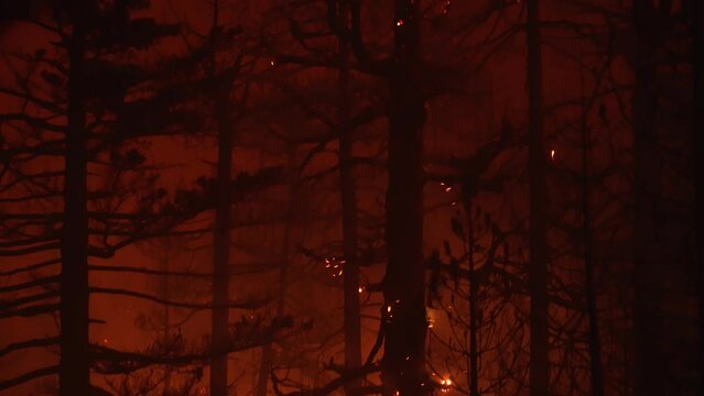 Details of a glowing tree and burning forest, night time firestorm inferno