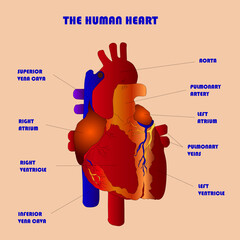 human heart vector illustration internal organs