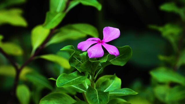 Dark Pink Madagascar Periwinkle Flower In The Garden. Catharanthus Roseus. close up