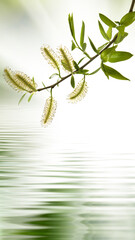  tree branch above the water. Blossoming willow catkins