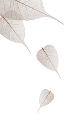 skeletonized leaves on a white background