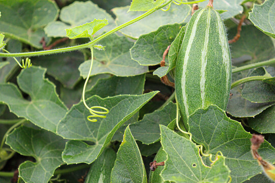pointed gourd on tree in farm