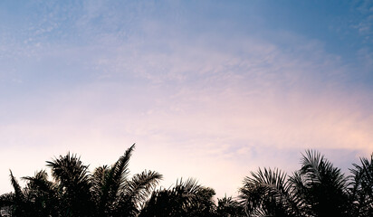 Silhouette of coconut leaves at the beach in the evening light background. concept of sea voyage
