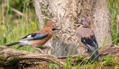 Eurasian Jay