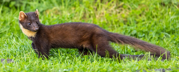 Obraz premium European pine marten
