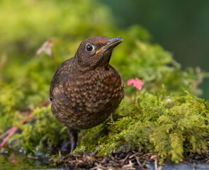 Young Blackbird bathing