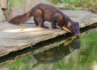 European pine marten