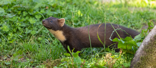 European pine marten