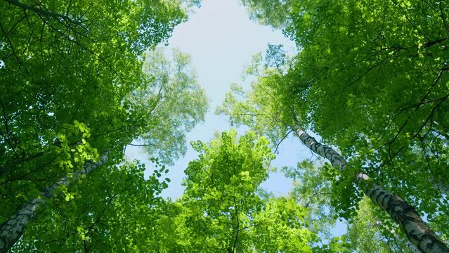 Trees tops of the trees with lush green fresh leaves against blue sky. Looking up at tree tops at sunny sky background. Rotation.