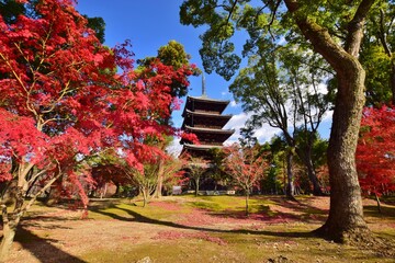 秋の京都　紅葉の仁和寺