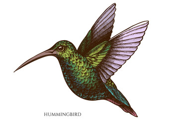 Tropical animals hand drawn vector illustrations collection. Colored hummingbird.
