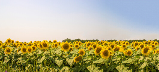 Summer sunflowers landscape. Growing crops for oil production