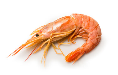 Langostino
