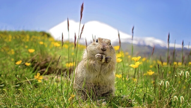 Funny meadow gopher on the background of a snowing Elbrus top is eating.