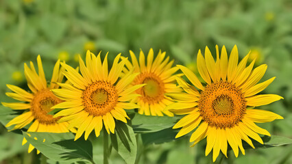 Fototapeta premium ヒマワリの花（Sunflower） 
