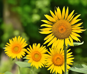 ヒマワリの花（Sunflower）　