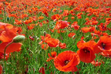 Naklejka premium Blooming red poppy flowers in green field, Beautiful natural landscape in summertime