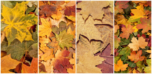 Colorful background of fallen autumn foliage. Seasonal background of colorful leaves. Collage collection.