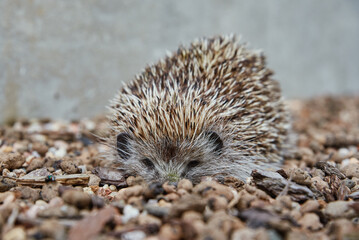 Obraz premium Hedgehog portrait, European Hedgehog on stone background, Erinaceus Europaeus