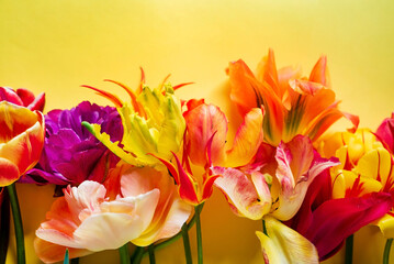 Obraz na płótnie Canvas nice spring flowers - colorful tulips