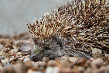 Hedgehog portrait, European Hedgehog on stone background, Erinaceus Europaeus © Lazy_Bear