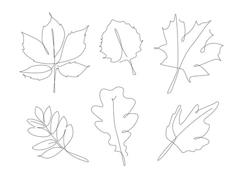 Forest leaves one line set. Autumn leaf linear collection. Simple outline leaves.