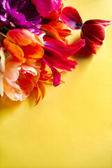 nice spring flowers - colorful tulips