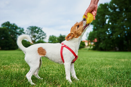 Woman playing with pet at park, Happy Jach Russell terrier dog walking with owner at field, Have fun with pet
