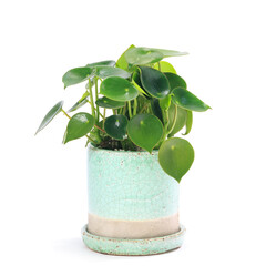 観葉植物、ペペロミア・ジェイドの鉢植え【白背景】