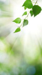 Fototapeta na wymiar birch leaves on a green background