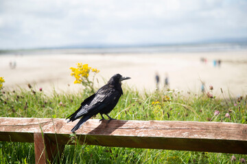 Corbeau, Irlande Enniscrone