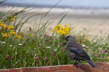 Corbeau, Irlande Enniscrone