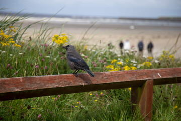 Corbeau, Irlande Enniscrone
