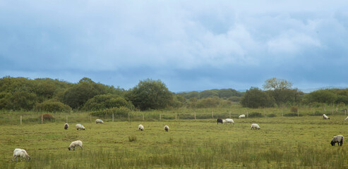 Fototapeta na wymiar Irlande, moutons
