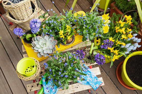 Planting of various springtime flowers in balcony garden