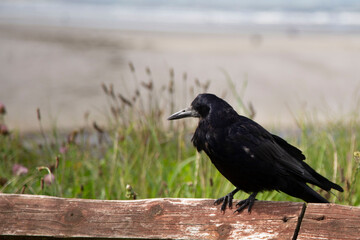 Corbeau