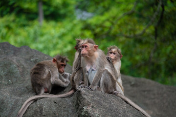 Temple Monkey Family Sitting on Forest Rock. Rhesus Macaque Monkeys group .