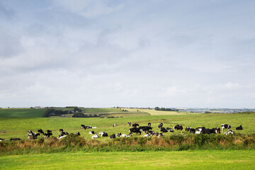 Irlande, Kinsale, Vaches